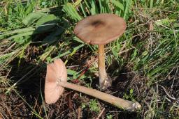 Volvopluteus gloiocephalus