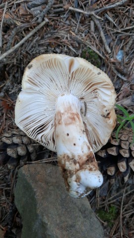 Russula grata