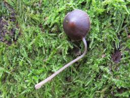Mycena inclinata