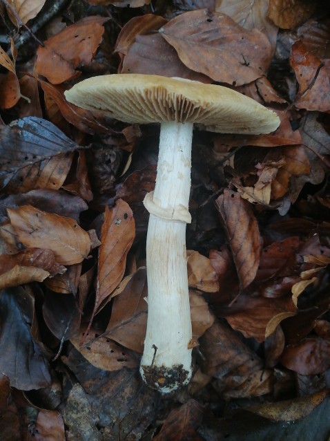 Cortinarius caperatus