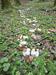 Hygrophorus chrysodon