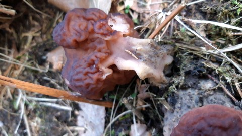 Gyromitra esculenta