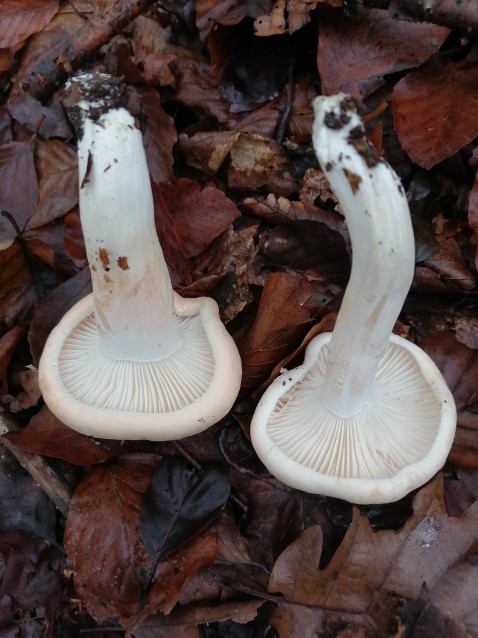 Hygrophorus poetarum