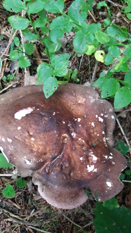 Russula olivacea