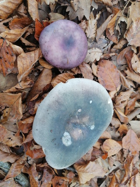 Russula cyanoxantha