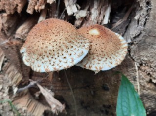 Pholiota