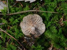 Rhizocybe pruinosa