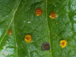 Phragmidium rubi-idaei