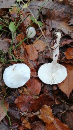 Hygrophorus eburneus