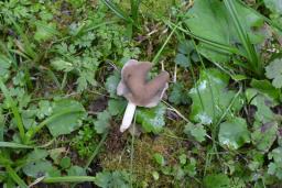 Helvella albella