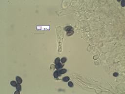 Typhrasa gossypina