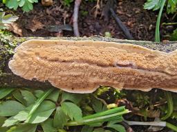 Byssomerulius corium