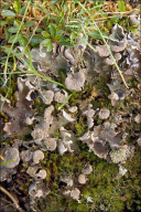 Peltigera aphthosa