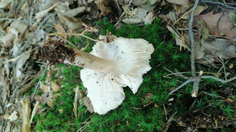 Megacollybia platyphylla