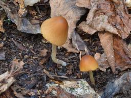 Conocybe ochrostriata