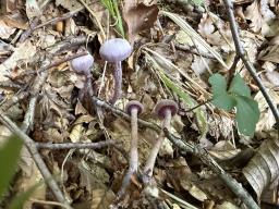 Laccaria amethystina