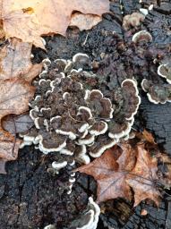 Auricularia mesenterica