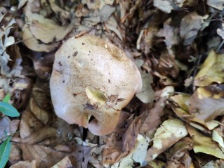 Rubroboletus rhodoxanthus