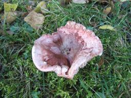 Hygrophorus russula