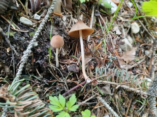 Conocybe