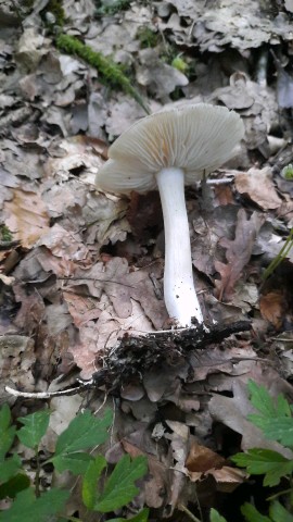 Megacollybia platyphylla