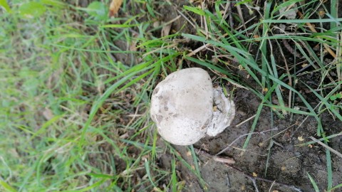 Amanita strobiliformis