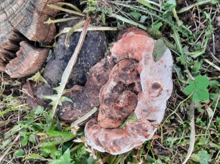 Ganoderma adspersum