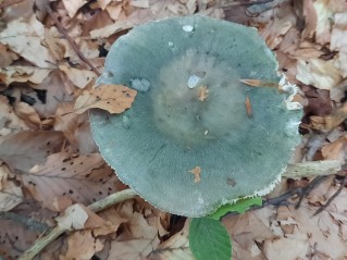 Russula cyanoxantha