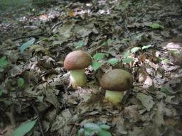 Butyriboletus appendiculatus