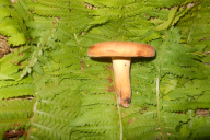 Lactifluus volemus