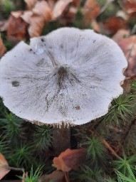 Tricholoma virgatum