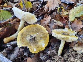 Tricholoma sejunctum