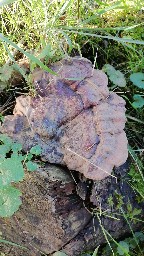 Ganoderma carnosum