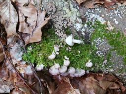 Hygrophorus eburneus