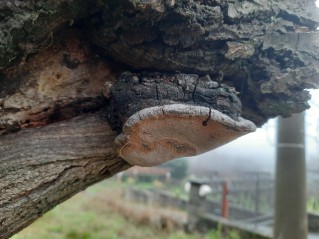 Phellinus pomaceus