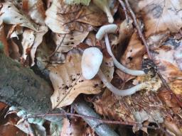 Mycena rosea