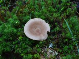 Lactarius helvus