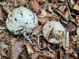 Phallus impudicus