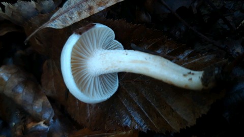 Hygrophorus lindtneri