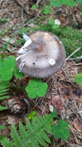 Amanita battarrae