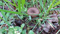 Entoloma sericeum