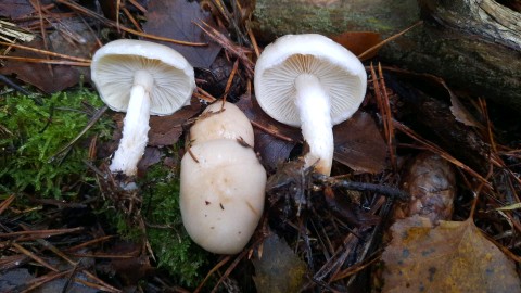 Pholiota lenta