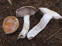 Cortinarius claricolor