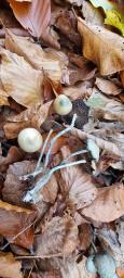 Psilocybe serbica