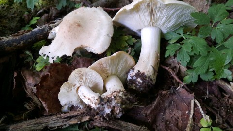 Calocybe gambosa