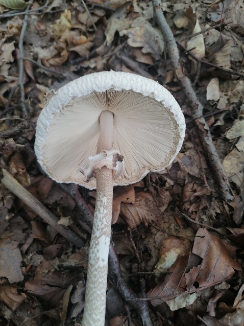 Macrolepiota mastoidea