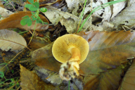 Suillus bovinus