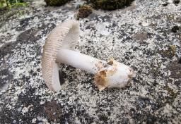 Amanita alseides