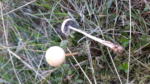 Protostropharia semiglobata