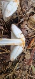 Chlorophyllum olivieri